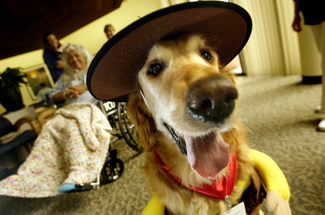 Hospital Therapy Dogs Dress Up for Halloween