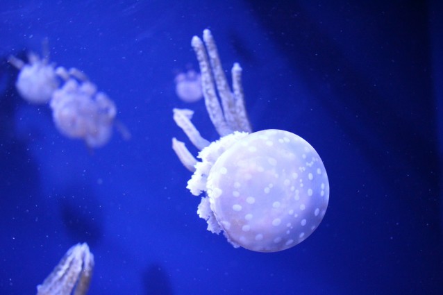 Perch? questa estate potremmo venire invasi dalle meduse