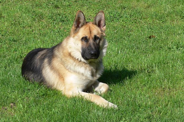 Vietato abbandonare i cani in giardino, rischio multe fino a 2000 euro Vietato abbandonare i cani in giardino, rischio multe fino a 2000 euro