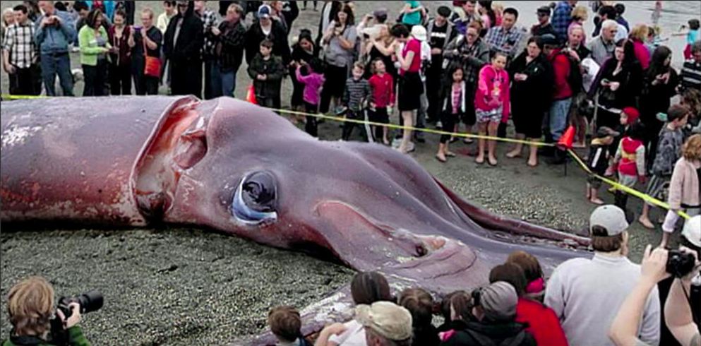 Il Calamaro Gigante Filmato A 900 Metri Di Profondit Il Calamaro Gigante Filmato A 900 Metri Di Profondit