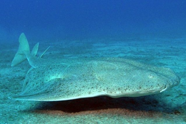 Il Mediterraneo si sta svuotando: oltre la met? degli squali ? a rischio estinzione