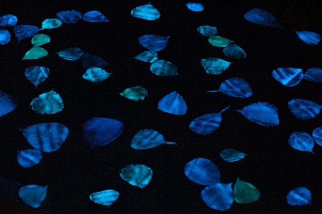 Le foglie luminose di Miya Ando