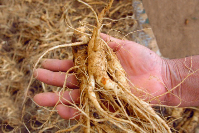 Ginseng: proprietà, benefici e controindicazioni del Panax Ginseng