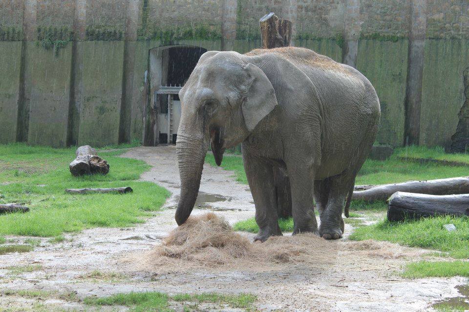 E Morta Sabrina L Elefantessa Dello Zoo Di Napoli