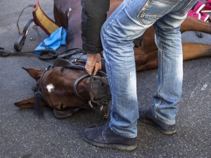 Botticelle, blitz animalista in Campidoglio