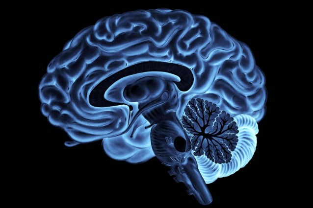 neuroscienze comportamento