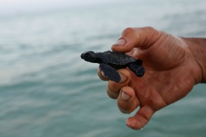 caretta caretta