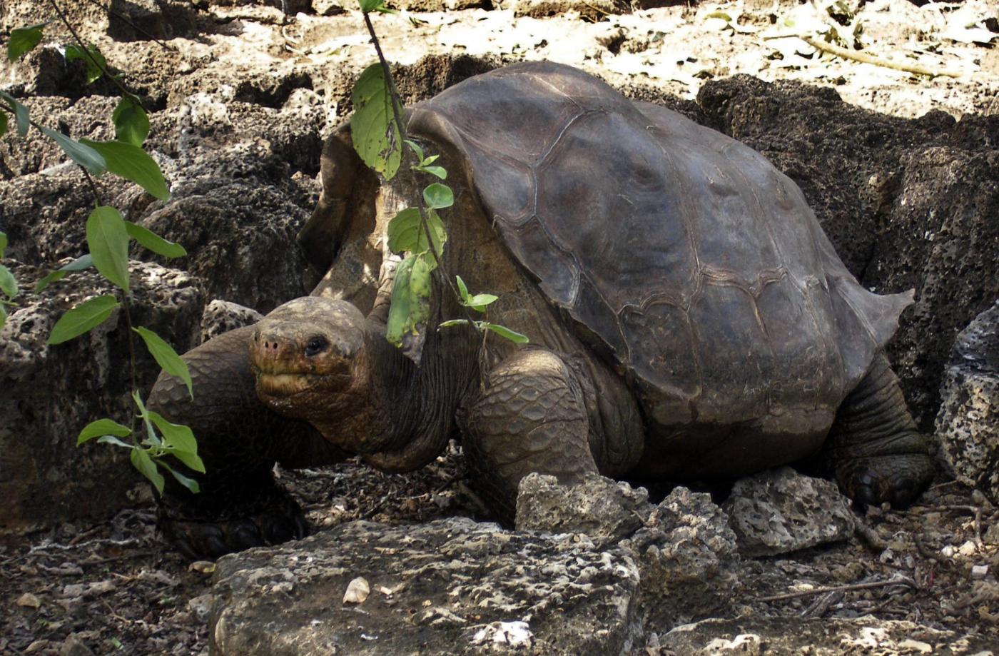 lonesome george tartaruga delle galapagos