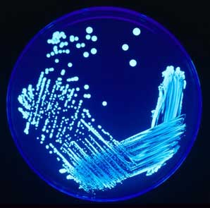 mycoplasma_genitalium