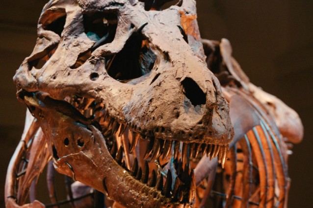 dinosauro fossile