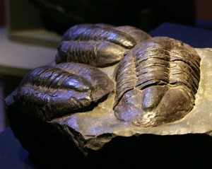 Trilobita