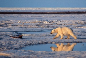 alaska orso polare