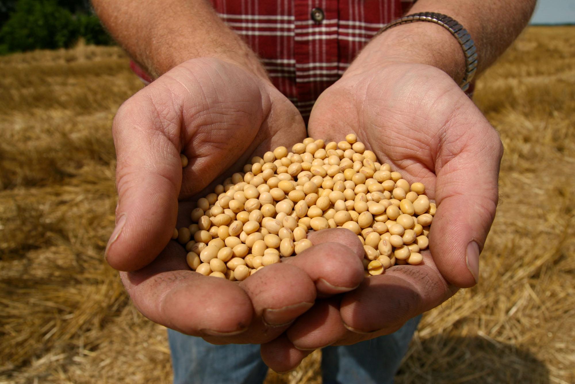 La Monsanto Contro I Coltivatori USA Non Pagano Nostri Semi OGM