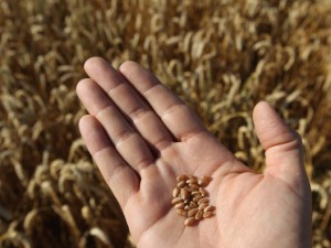Allergie alimentari, 10 anni fa ne soffriva la metà delle persone