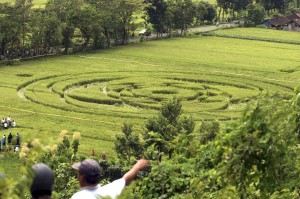 Un cerchio nel grano in un campo in Indonesia.