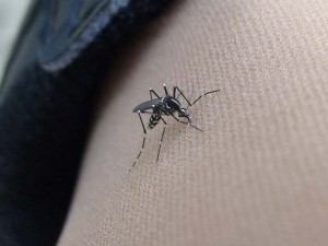 La zanzara tigre ha portato negli Usa il virus "che piega e contorce"