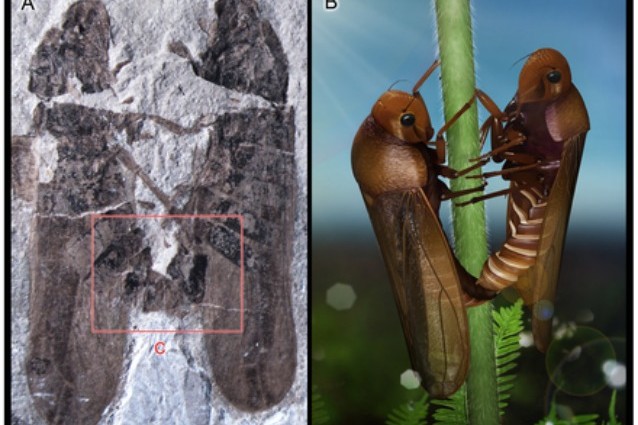 particolare, da PLOS ONE (credits: Shu Li, Chungkun Shih, Dong Ren)