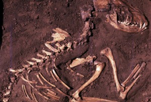 Uno degli scheletri utilizzati dai ricercatori