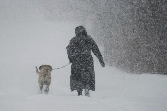 Da lupo a cane: la storia della nascita della più grande amicizia