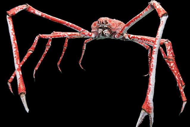 3 metri di artigli, l'animale da film horror che esiste davvero (VIDEO)