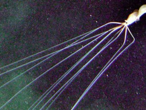 Tentacoli di 7 metri, non un film ma un super-calamaro (VIDEO)