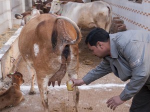 Il villaggio che beve urina per stare meglio