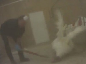Tacchini uccisi a bastonate in un allevamento (VIDEO)