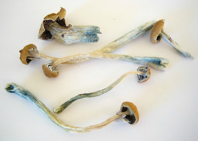 L’assunzione di funghetti allucinogeni crea un cervello iperconnesso