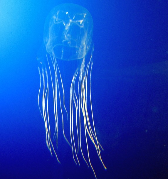 Chironex fleckeri, foto di Guido Gautsch, via Wikipedia