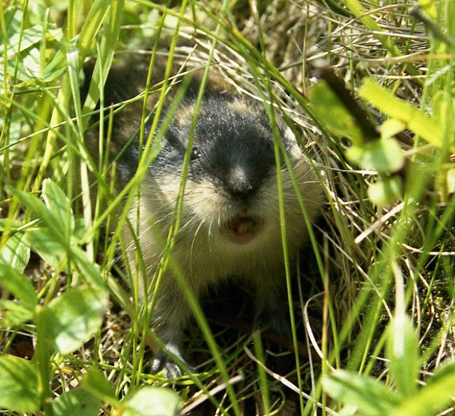 Lemming all'attacco (via Wikipedia)