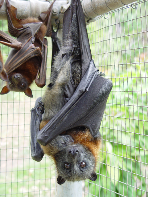 La volpe volante dalla testa grigia, pipistrello australiano (via Wikipedia)