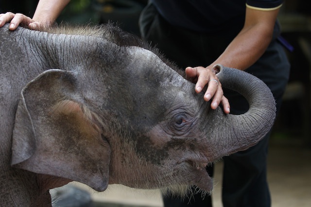 Elefante pigmeo del Borneo