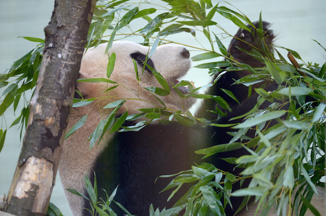 Panda gigante
