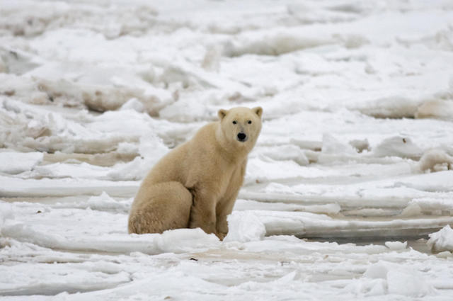 Orso polare