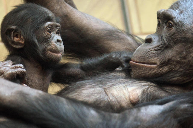 Mamma di bonobo accudisce il figlio