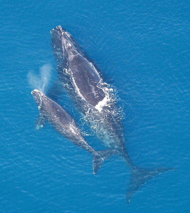 Balena franca nordatlantica