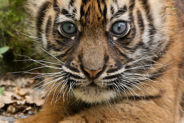 Tigre di Sumatra