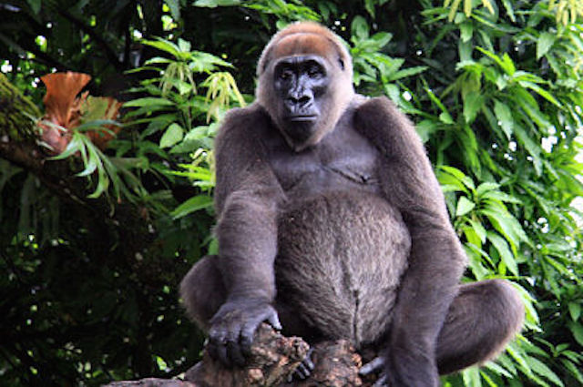 Gorilla del Cross River