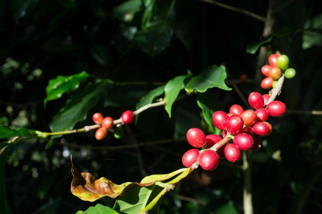 I rischi del riscaldamento globale per caffè e cacao