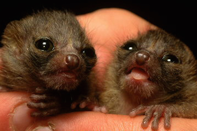 Piccoli di Microcebus (lemure del Madagascar)
