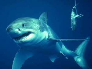 squalo pinna bianca del reef attacca turisti a sharm el sheikh