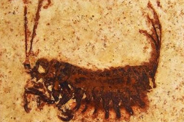 18_MHG_coxoplectoptera