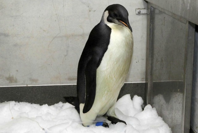 Pinguino Nuova Zelanda