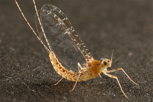 mayfly1