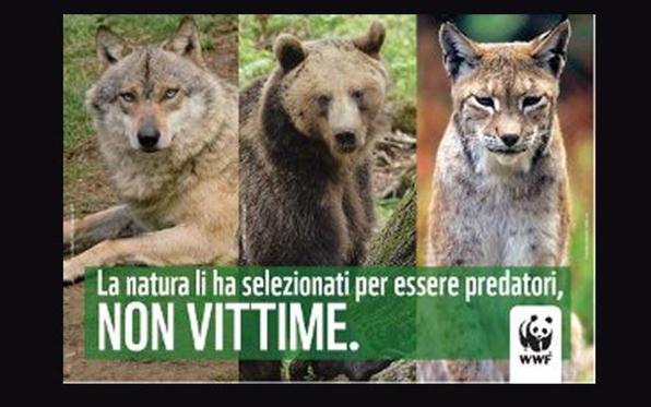 wwf