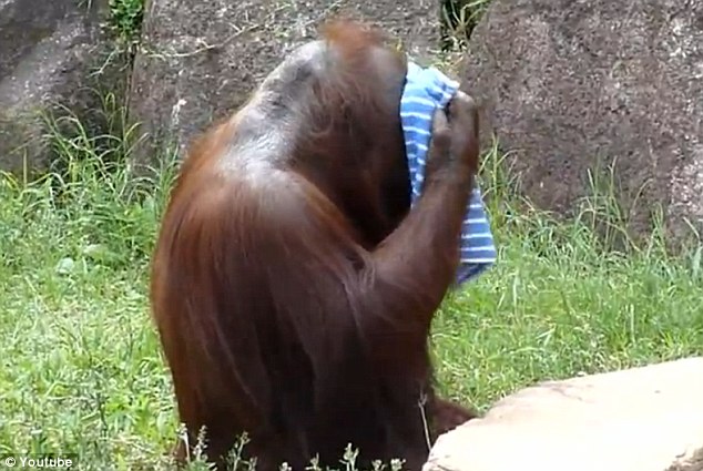 orangotango è la star del web: nello zoo di tokyo si asciuga la fronte per il caldo