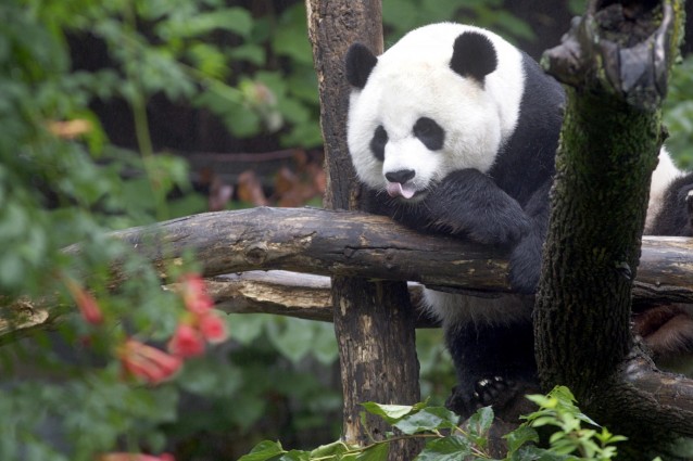 MEI XIANG dorme su un alberto