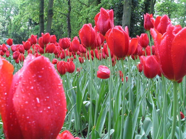 I tulipani come simbolo della nuova Guerra dei Fiori tra Romania e Olanda per l'ingresso nell'area Schengen