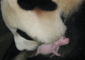 Il panda neonato è la millesima parte della madre