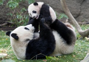 Panda con un cucciolo di 4 mesi e mezzo
